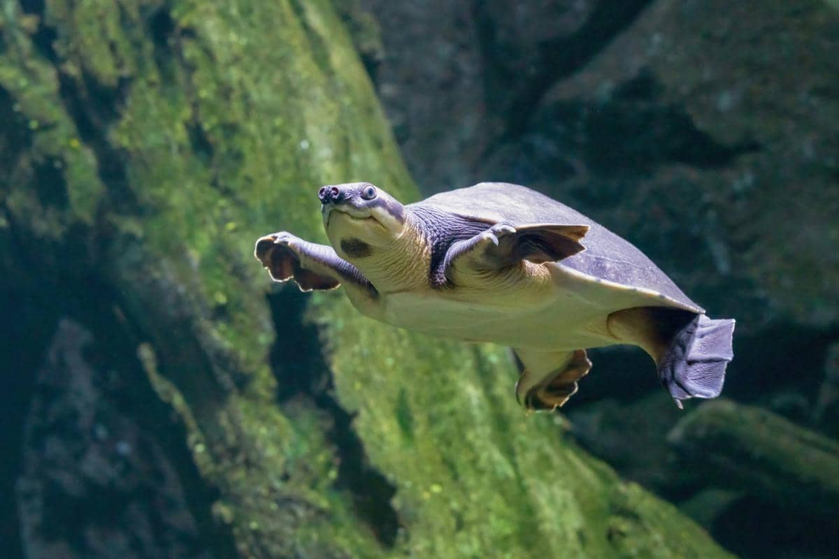 populasi Pig-nosed turtle terus menurun akibat berbagai ancaman di alam liar