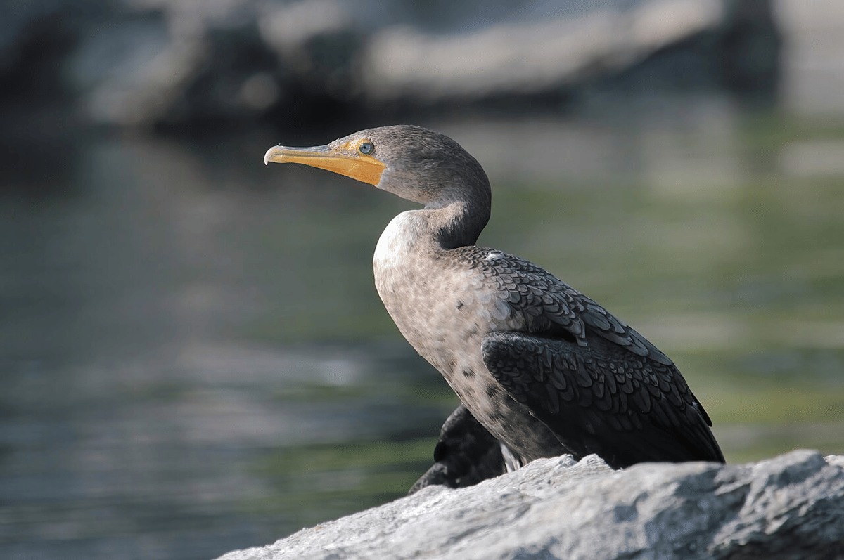 5 Fakta Unik Double Crested Cormorant, Menyelam untuk Berburu