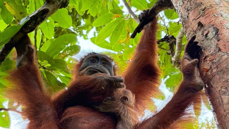 Bayi Orangutan Sumatera Lahir di Cagar Alam Jantho