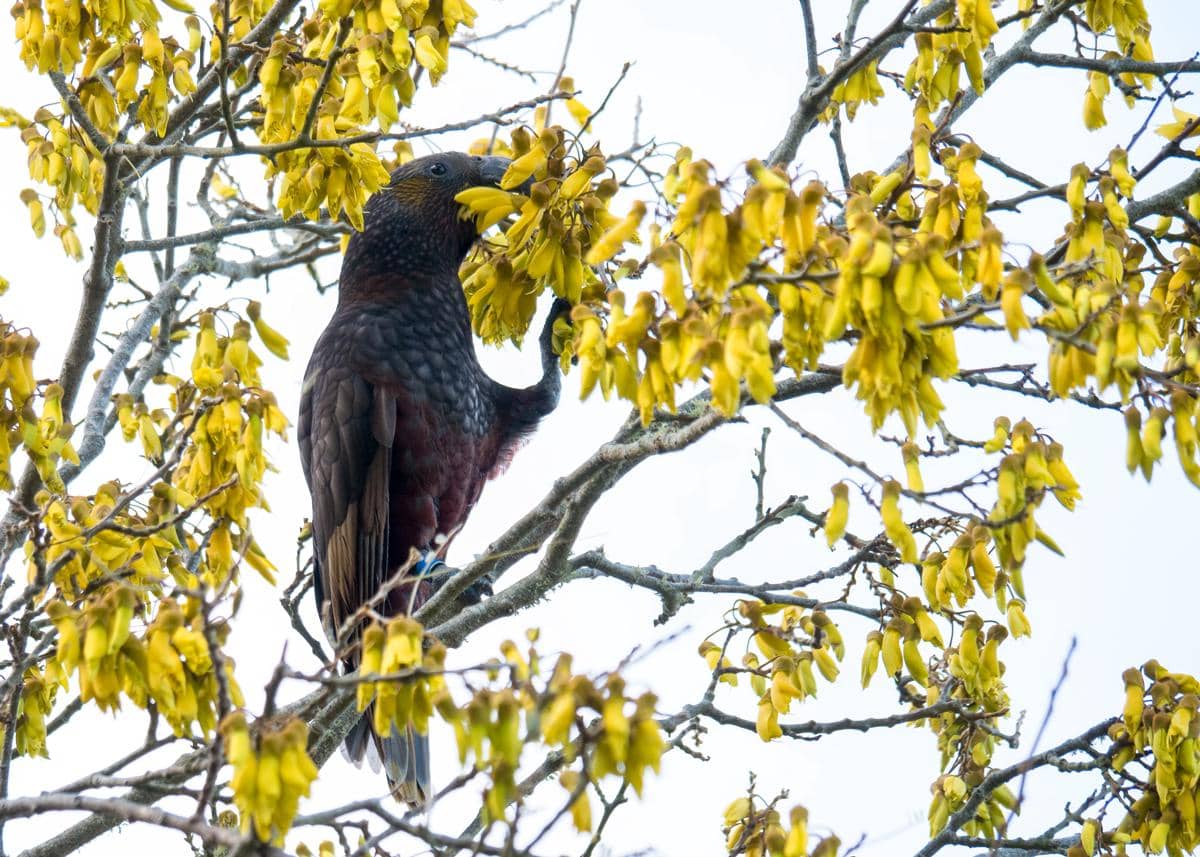 Pohon kowhai