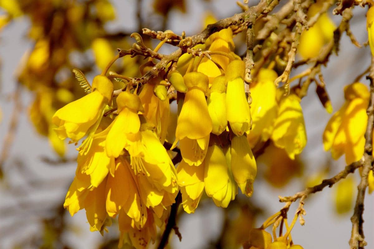 5 Fakta Menarik Kowhai, Bunga Kuning Ikonik Endemik Selandia Baru