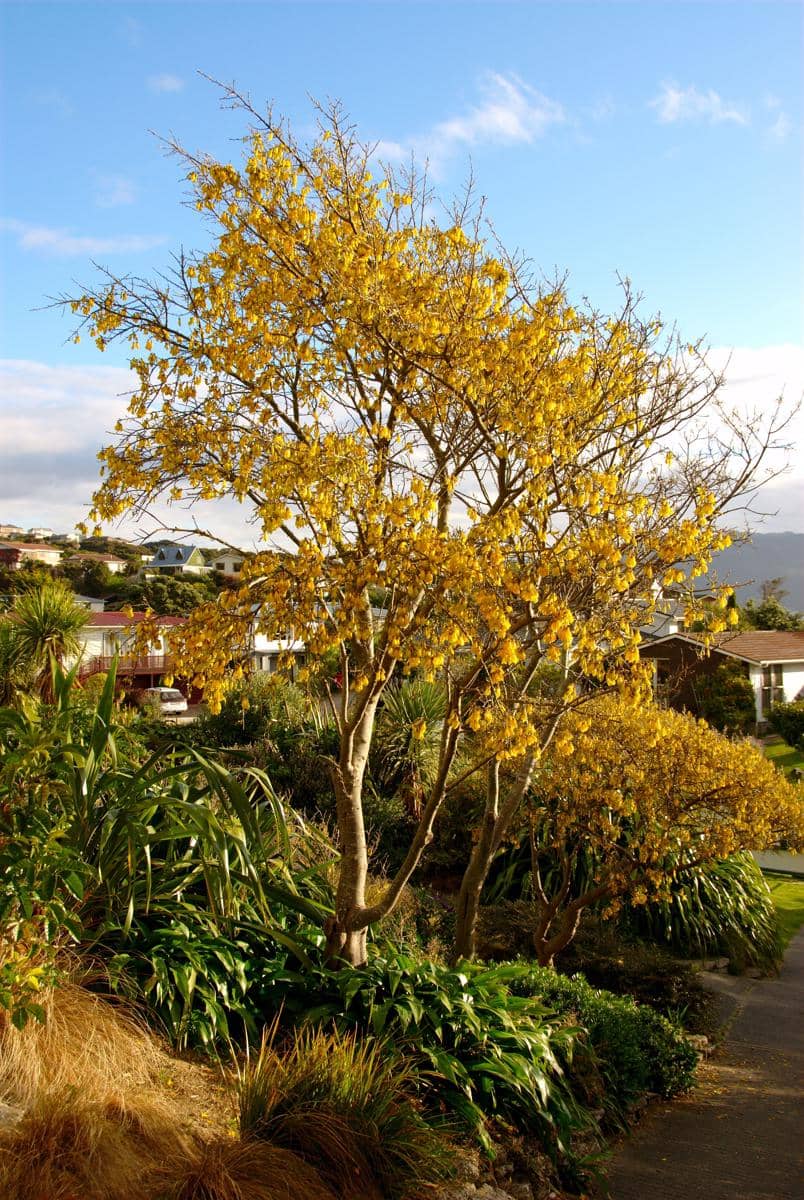 Pohon kowhai