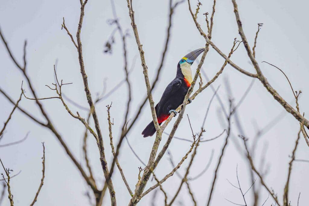 Burung Ramphastos tucanus