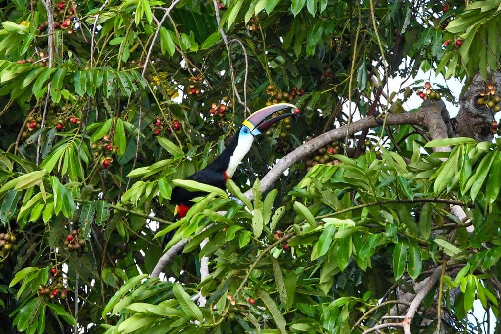 Burung Ramphastos tucanus