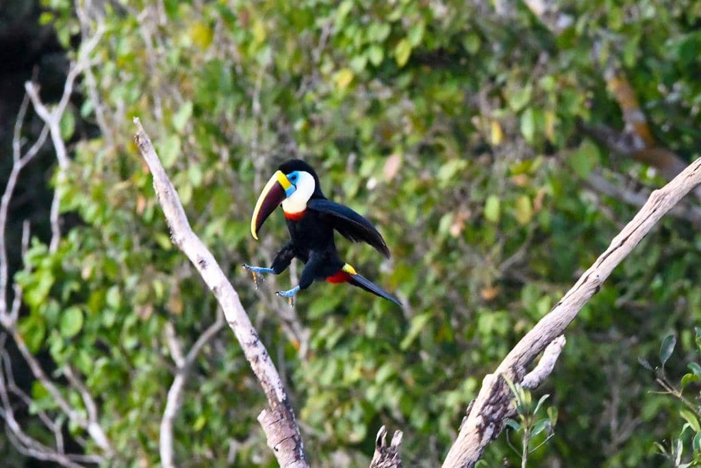 Burung Ramphastos tucanus