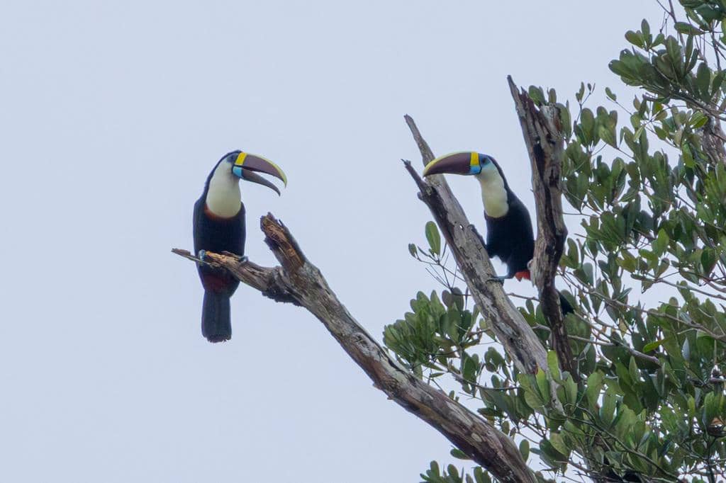 Burung Ramphastos tucanus