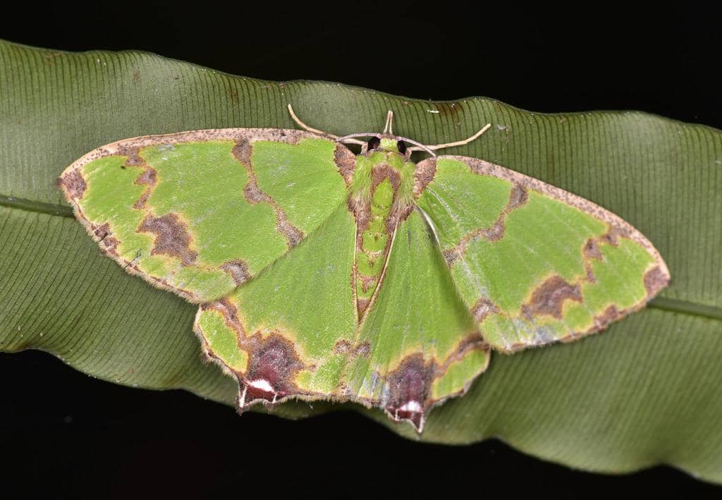 5 Fakta Agathia Lycaenaria, Ngengat Eksotis yang Menghiasi Hutan Asia
