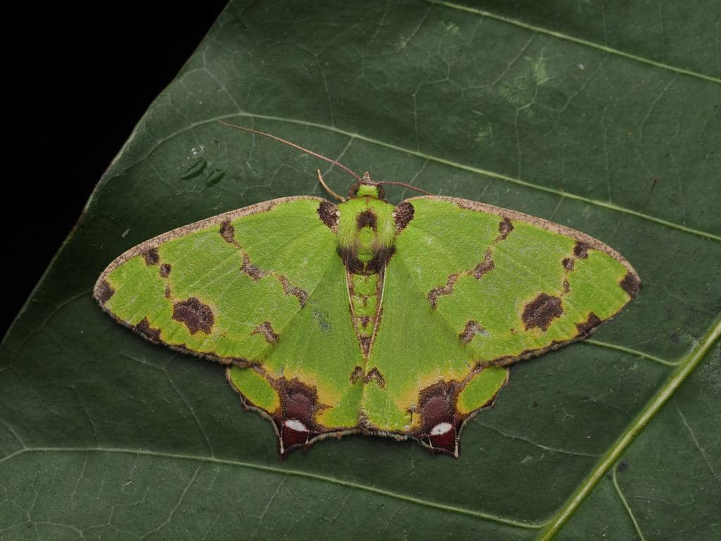 Ngengat Agathia lycaenaria