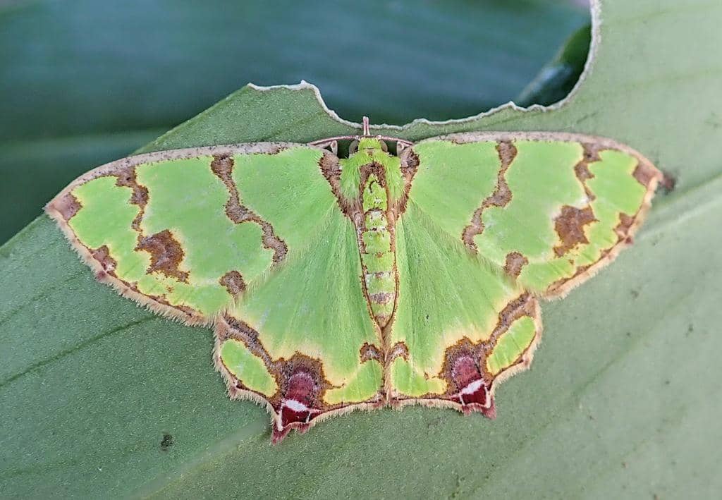 Ngengat Agathia lycaenaria