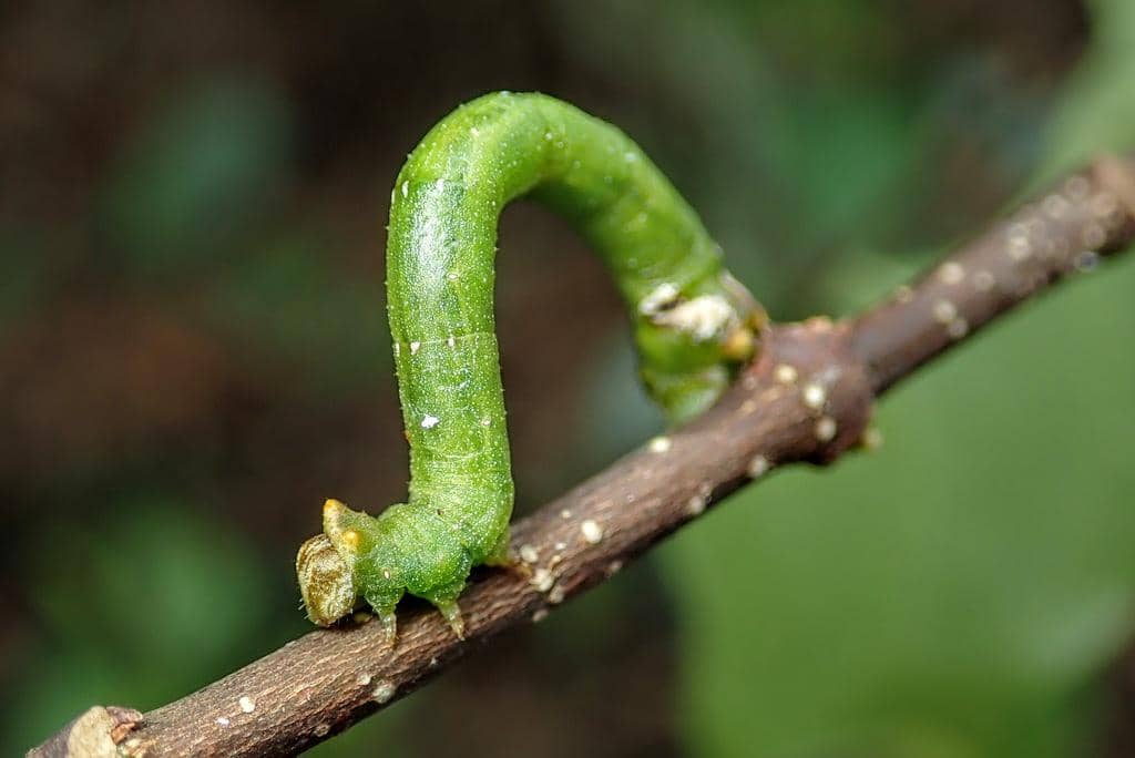 Larva Agathia lycaenaria