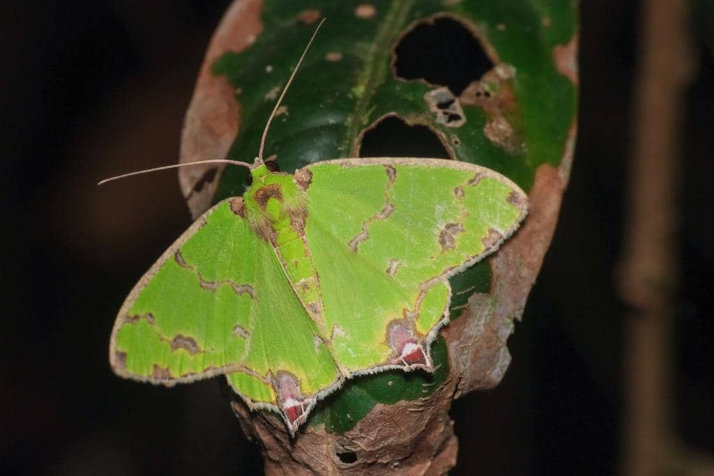 Ngengat Agathia lycaenaria