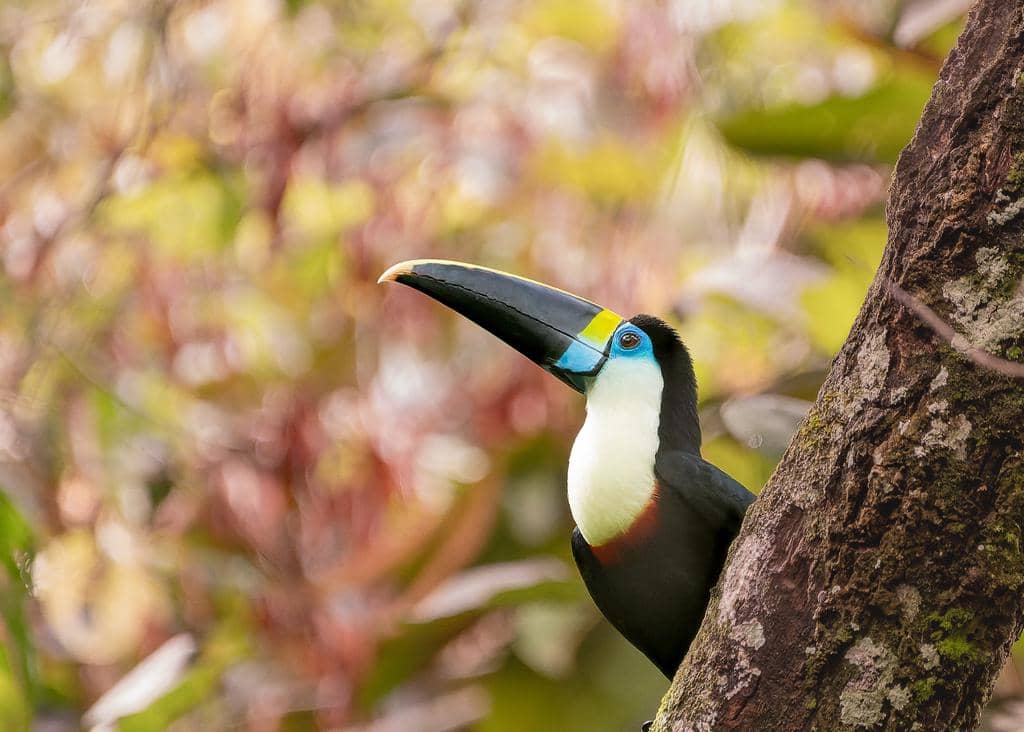Burung Ramphastos tucanus