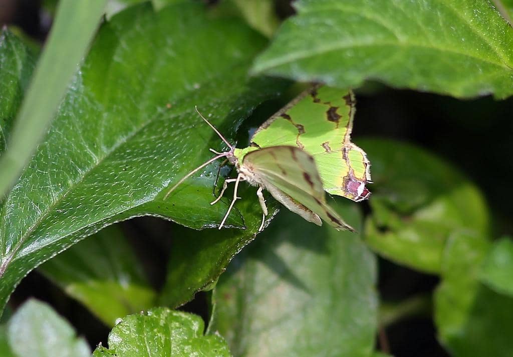 Ngengat Agathia lycaenaria