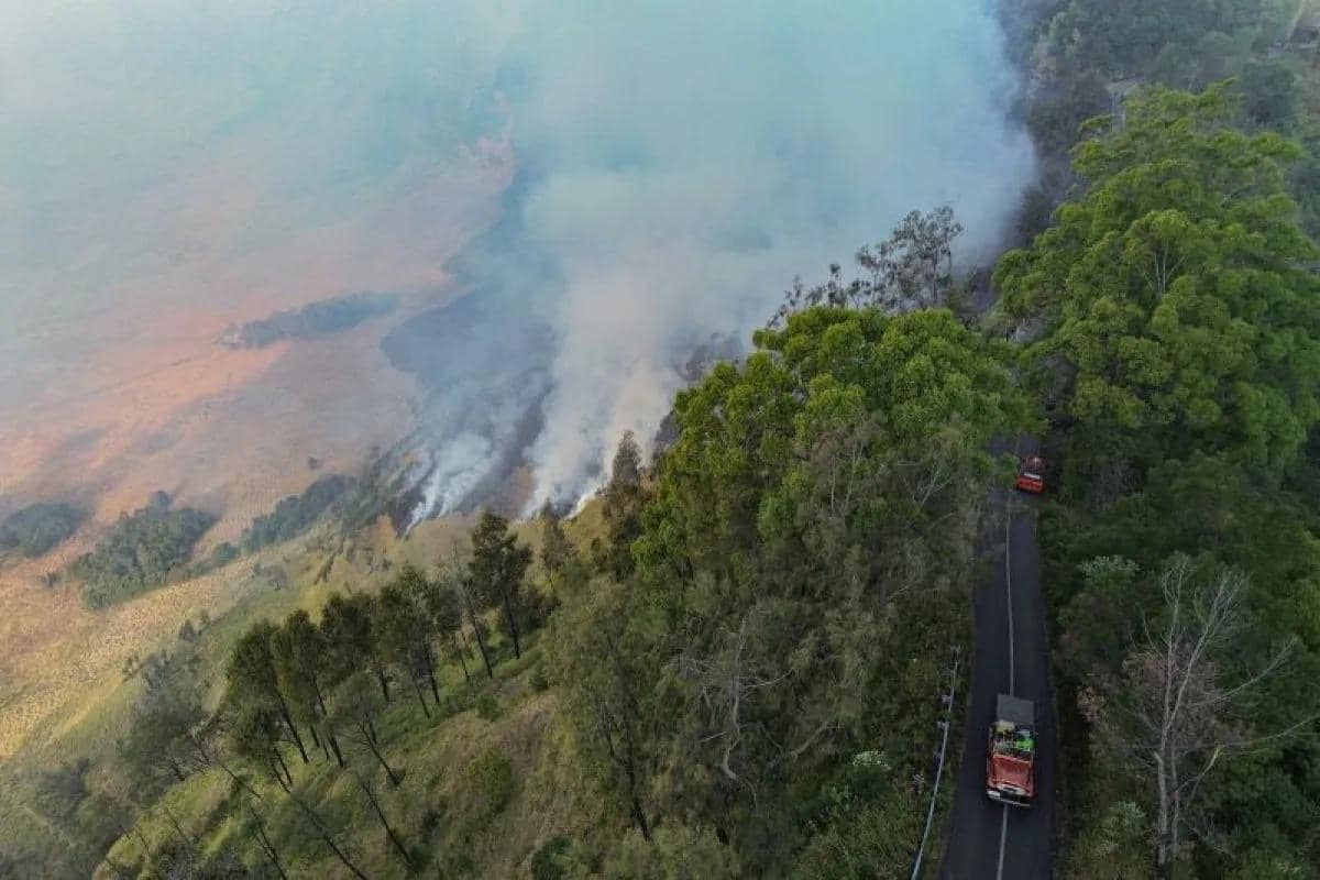 Kenapa Kawasan Bromo Rentan Kebakaran Saat Kemarau?