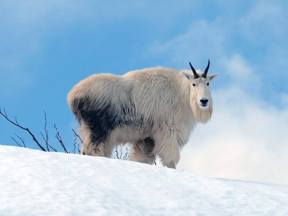 Kambing gunung di wilayah pegunungan bersalju.