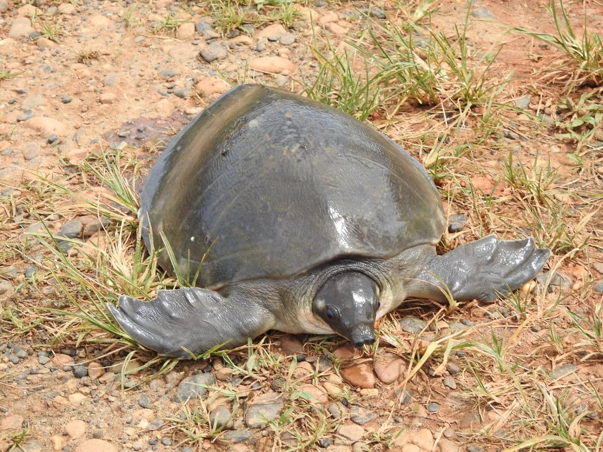 tempurung Pig-nosed turtle dilapisi kulit tebal, bukan sisik keras