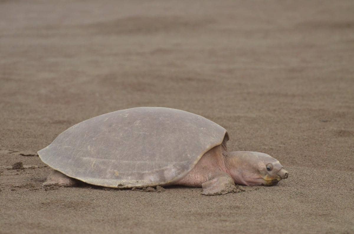 induk Pig-nosed turtle naik ke darat untuk bertelur