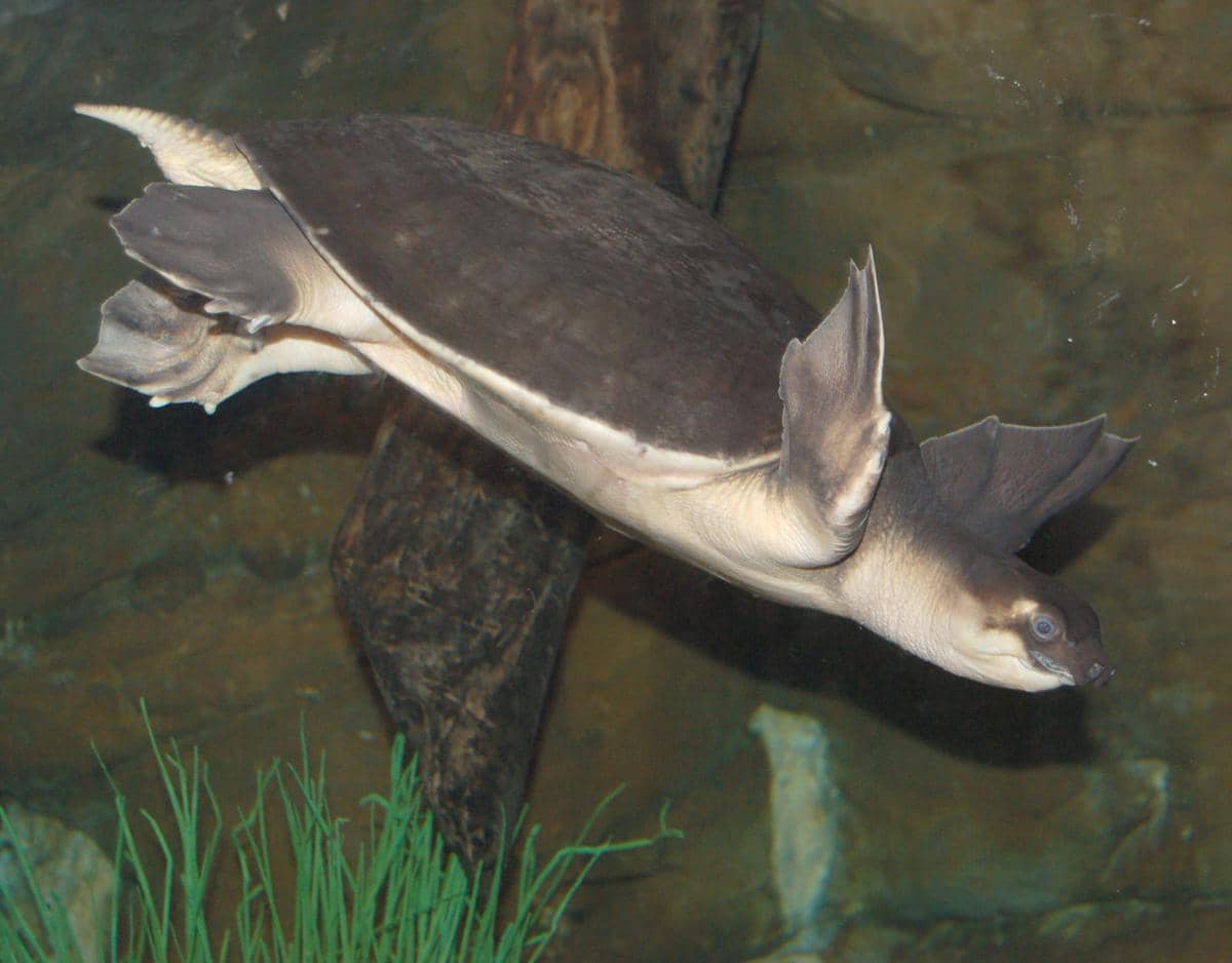 kaki depan Pig-nosed turtle berbentuk sirip seperti penyu laut