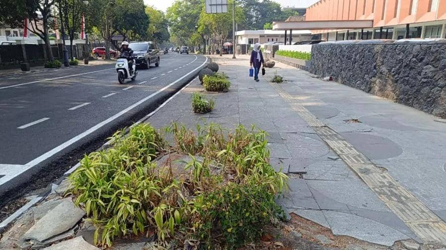 Sebulan Mengendap, Begini Kronologi Kasus Penebangan 10 Pohon Six Nine