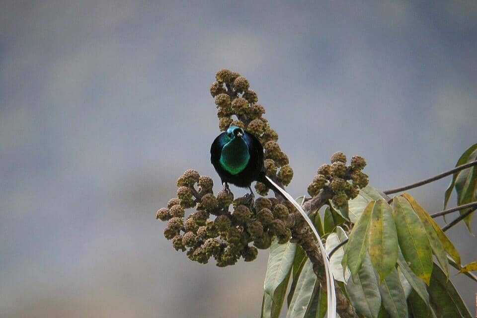 Ribbon-tailed astrapia
