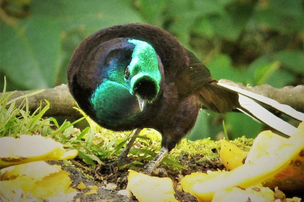 Ribbon-tailed astrapia