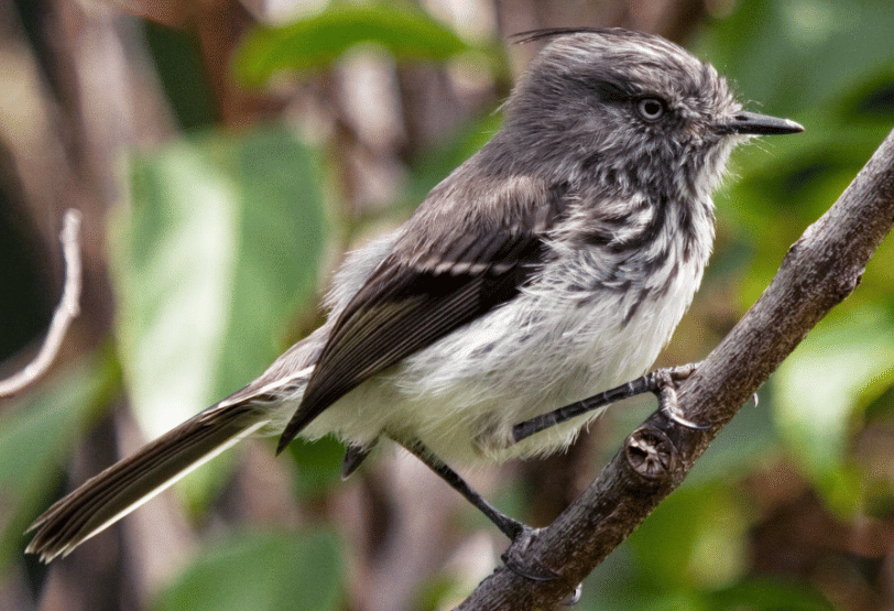 5 Fakta Juan Fernandez Tit-Tyrant, Burung Purba Kecil dengan Paruh Mematikan