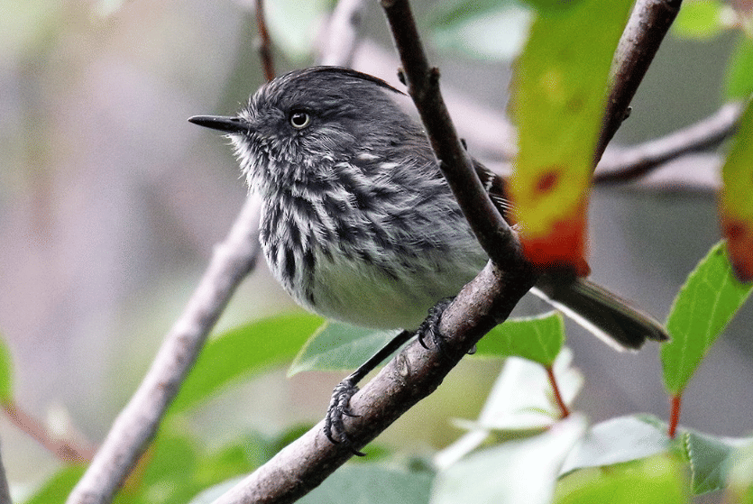 juan fernandez tit-tyrant