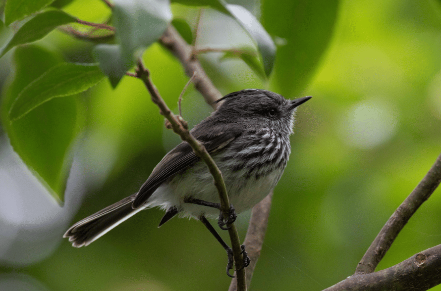 juan fernandez tit-tyrant