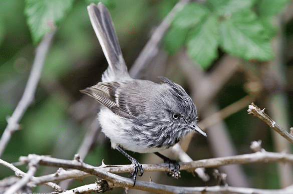 juan fernandez tit-tyrant
