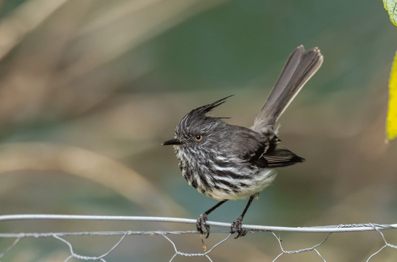 juan fernandez tit-tyrant