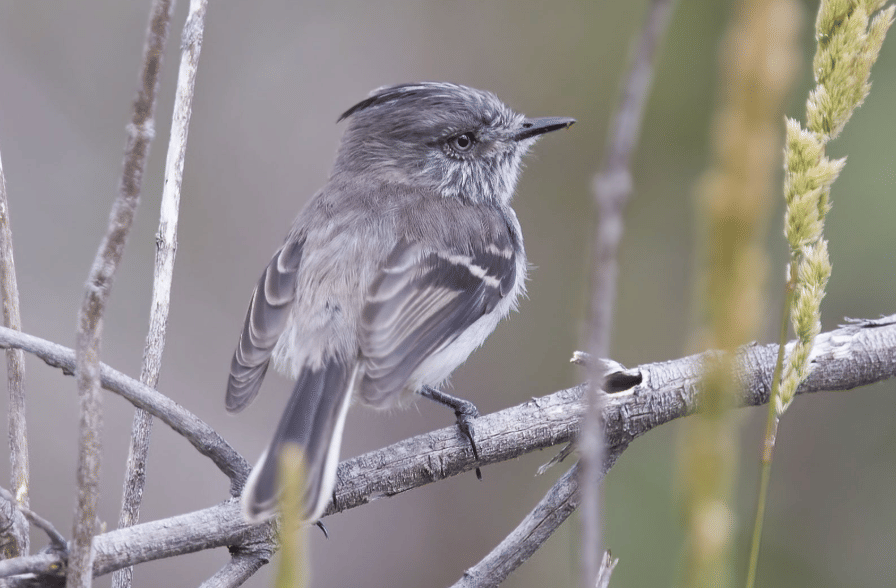 juan fernandez tit-tyrant