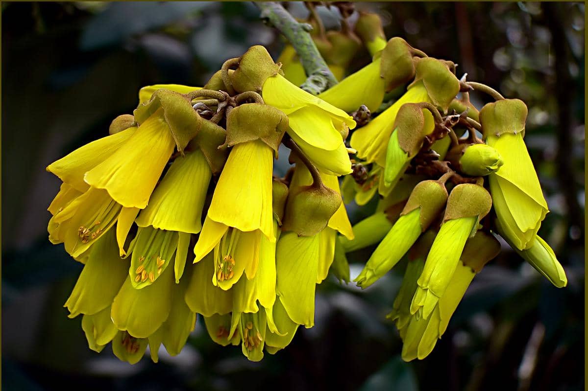 Bunga kowhai
