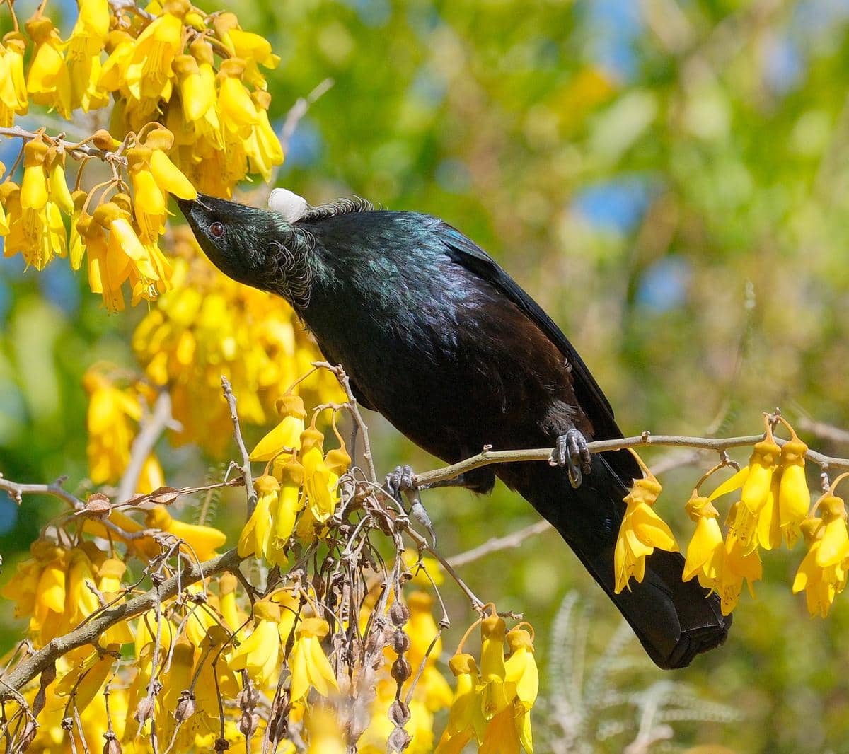 Burung tui sedang memakan nektar dari bunga kowhai.