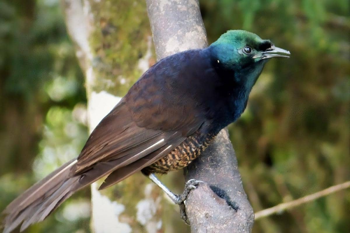 Ribbon-tailed astrapia