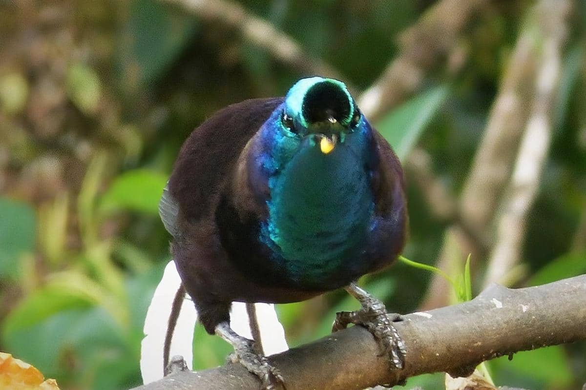 Ribbon-tailed astrapia