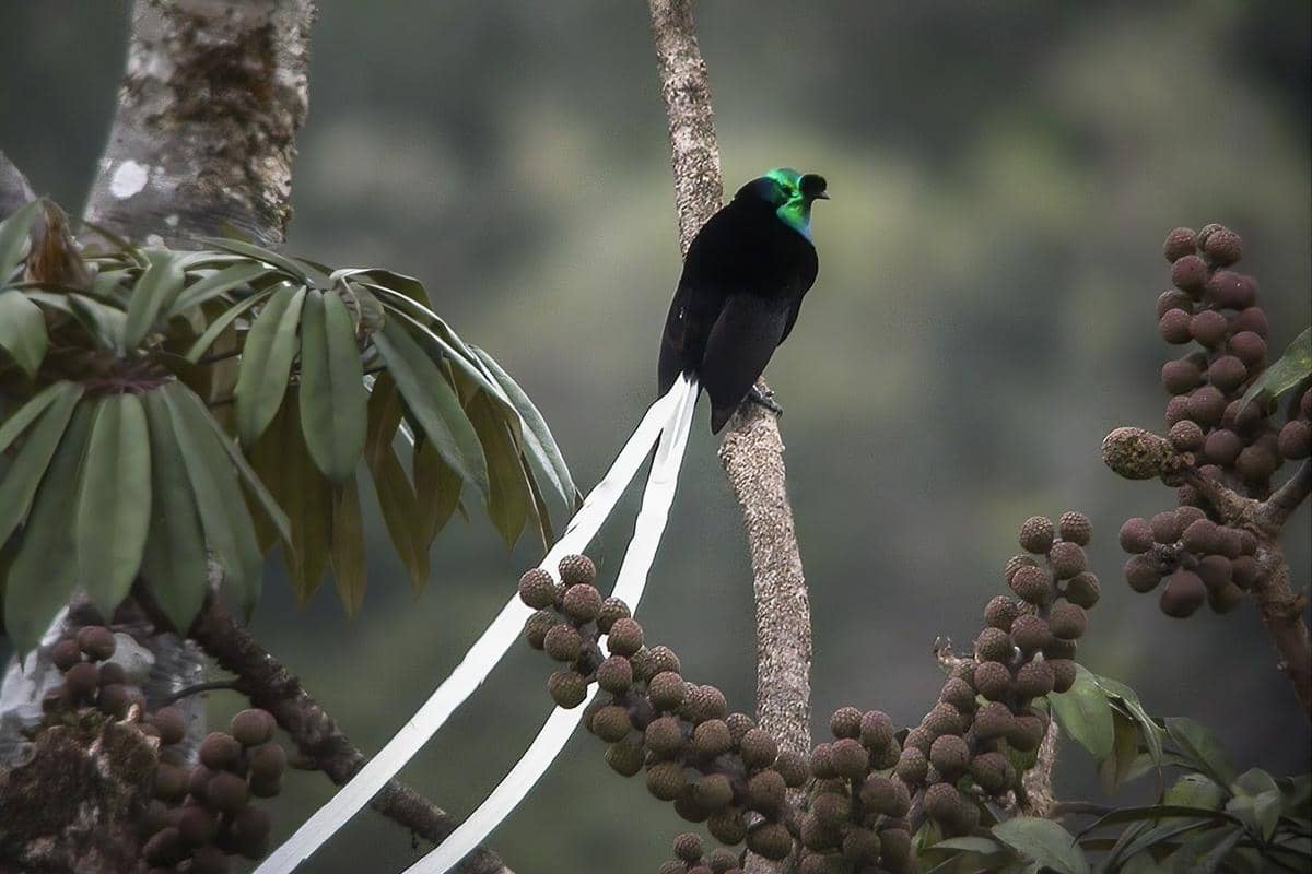 Ribbon-tailed astrapia