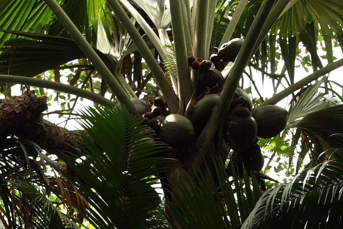 Coco de Mer