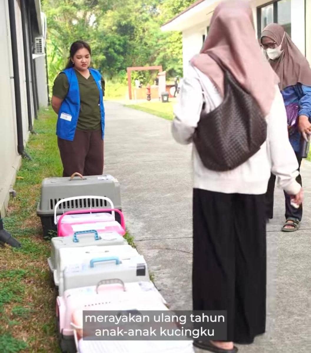 potret Ariel Tatum gelar sterilisasi gratis untuk ratusan kucing