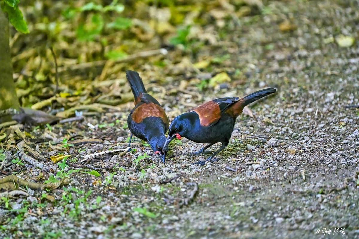 Burung north island saddleback dikenal sangat aktif saat mencari makanan.