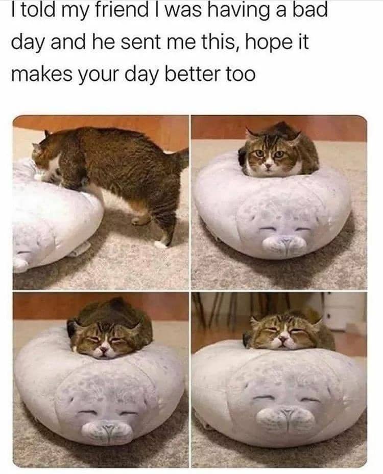 meme kucing bikin hati hangat