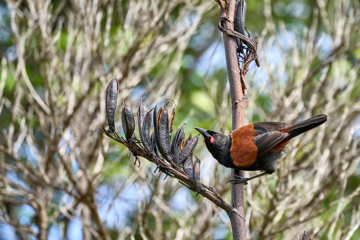 Burung north island saddleback