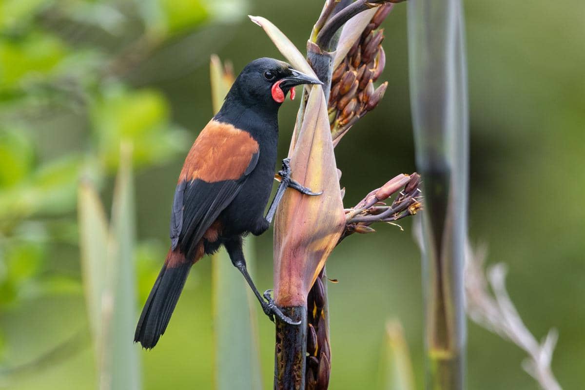5 Fakta North Island Saddleback, Berhasil Bangkit dari Ambang Punah
