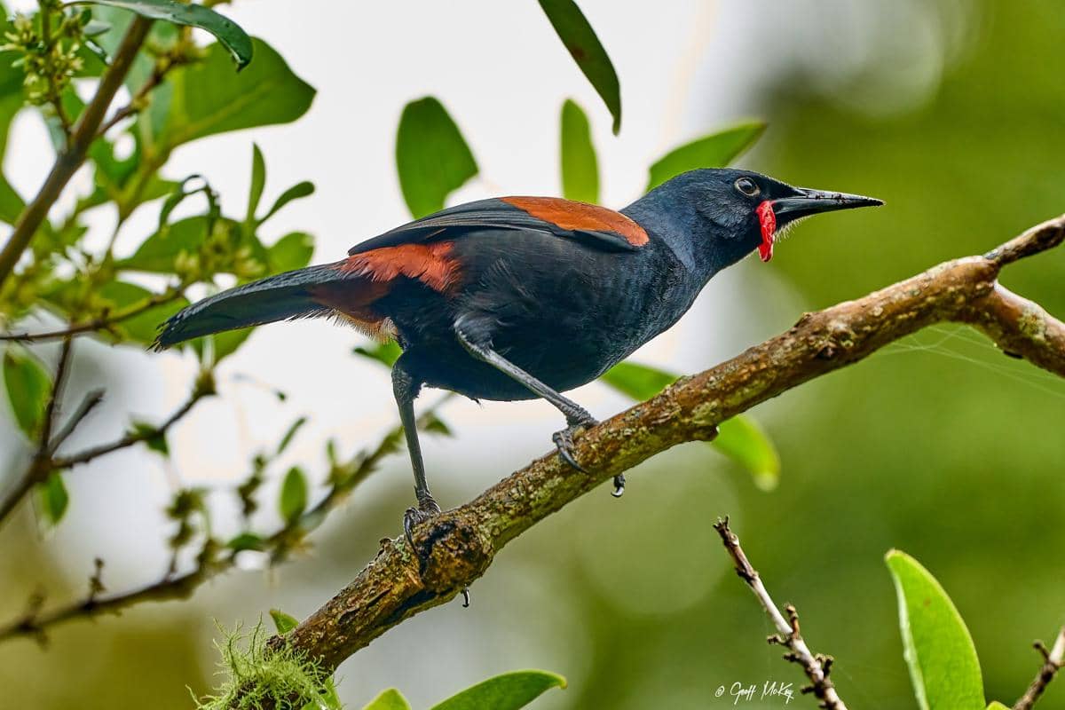 Burung north island saddleback merupakan spesies endemik Selandia Baru.