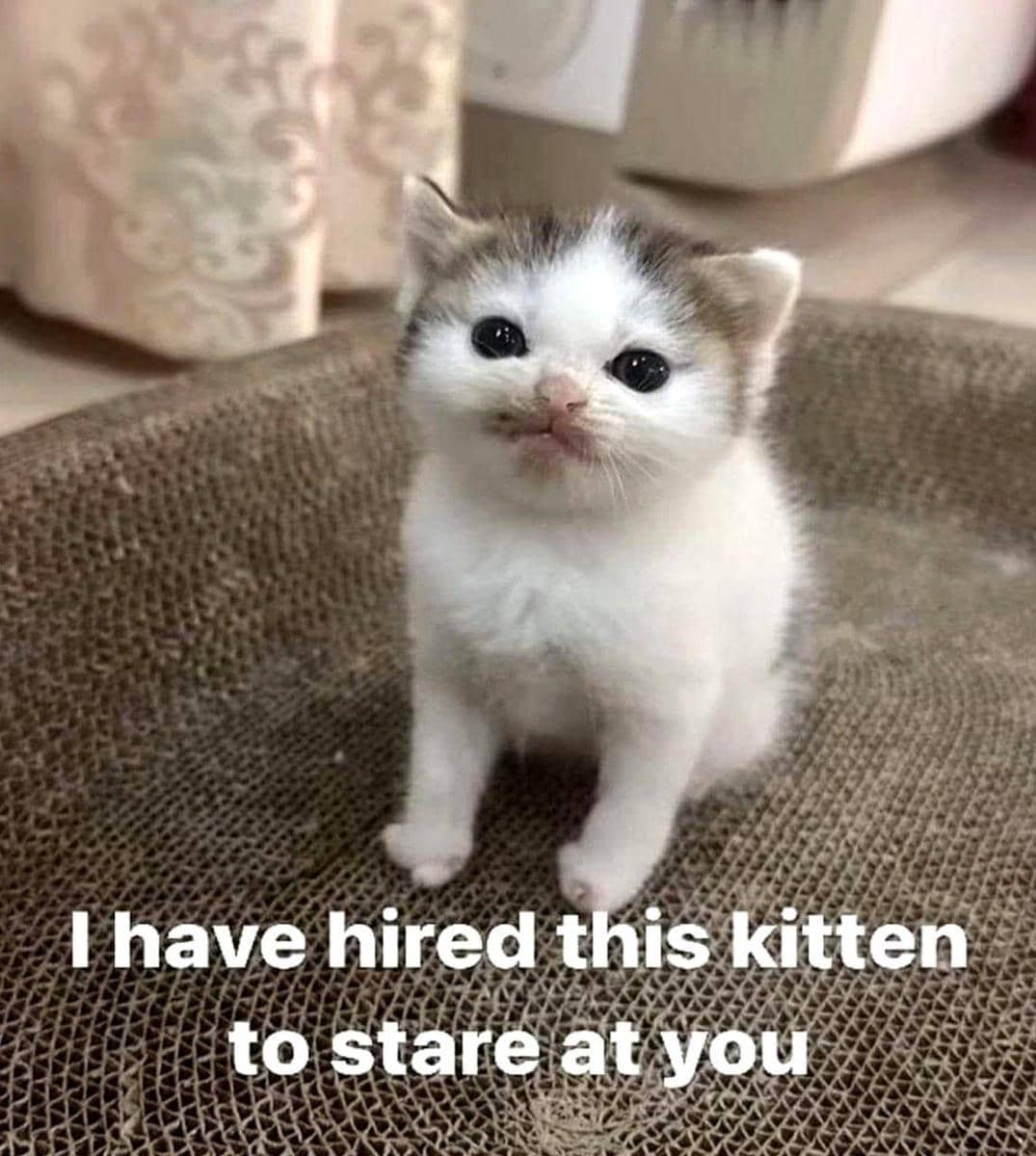 meme kucing bikin hati hangat