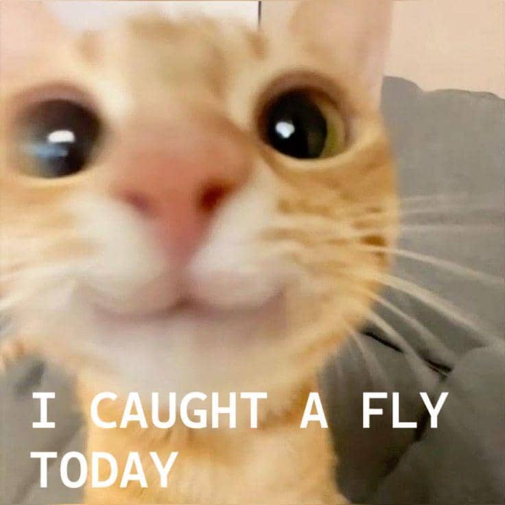 meme kucing bikin hati hangat