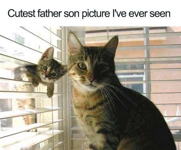 meme kucing bikin hati hangat