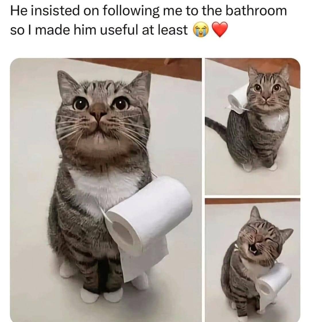 meme kucing bikin hati hangat