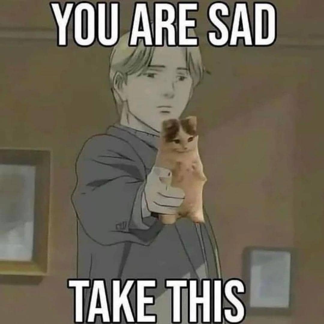 meme kucing bikin hati hangat