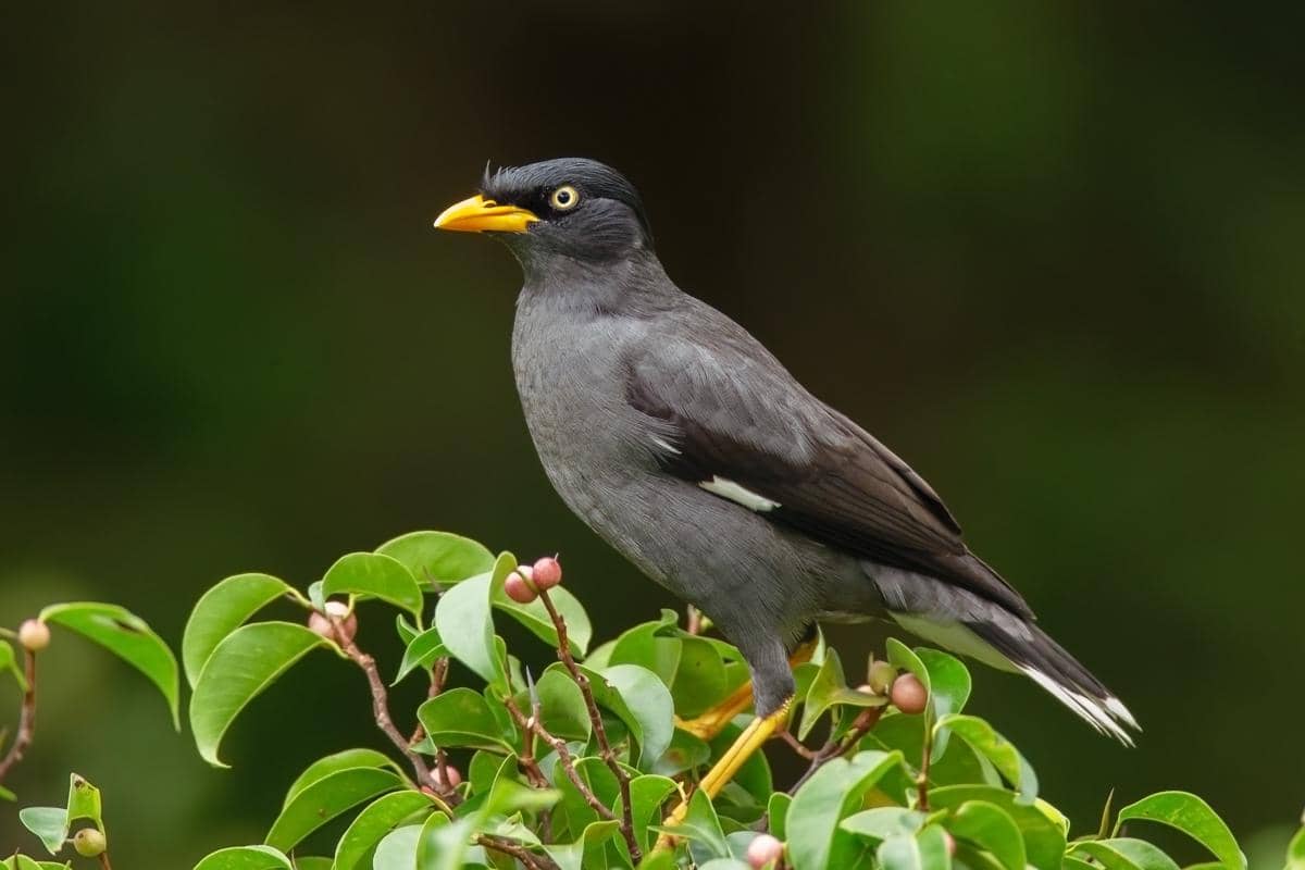 Fakta Burung Jalak Kebo, Burung Pintar yang Jago Beradaptasi