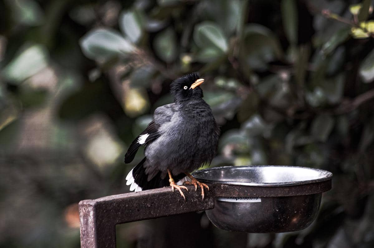 Burung Jalak Kebo